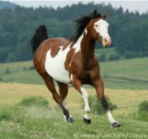american-paint-horse.jpg
